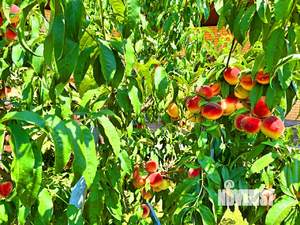 Дом 180м², 1-этажный, участок 10 сот.