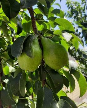 Дом 100м², 1-этажный, участок 4 сот.