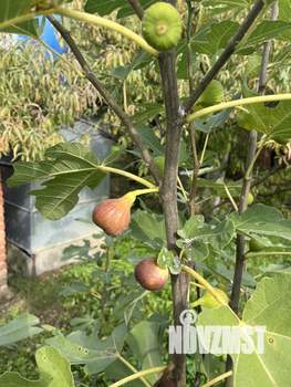 Дом 36м², 1-этажный, участок 7 сот.