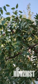 Дом 66м², 1-этажный, участок 23 сот.