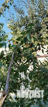 Дом 66м², 1-этажный, участок 23 сот.