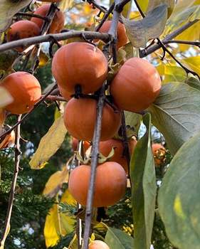 Дом 290м², 3-этажный, участок 8 сот.