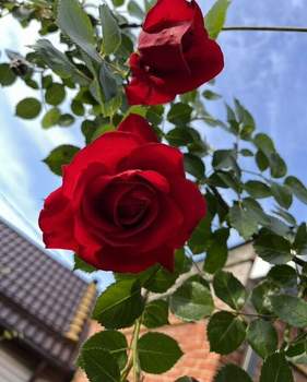 Дом 20м², 1-этажный, участок 6 сот.