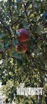 Дом 66м², 1-этажный, участок 23 сот.