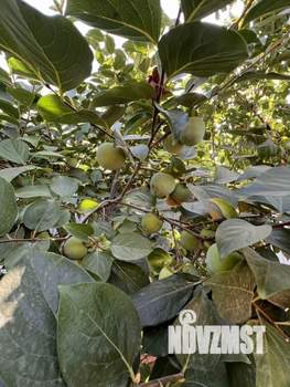 Дом 107м², 1-этажный, участок 6 сот.