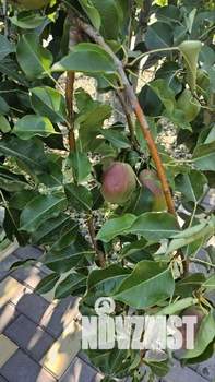 Дом 94м², 1-этажный, участок 3 сот.