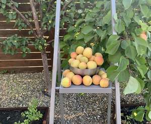 Дом 106м², 1-этажный, участок 6 сот.