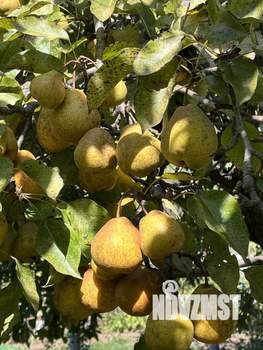 Дом 36м², 1-этажный, участок 7 сот.