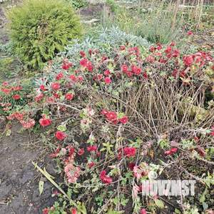 Дом 90м&sup2;, 1-этажный, на длительный срок, 