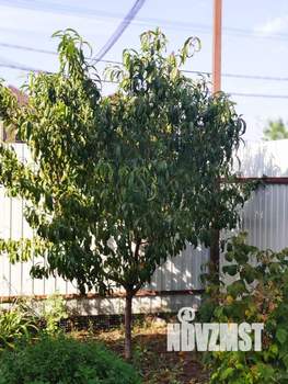 Дом 64м&sup2;, 1-этажный, участок 3 сот.  