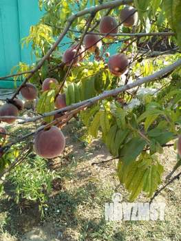 Дом 140м&sup2;, 3-этажный, участок 5 сот.  