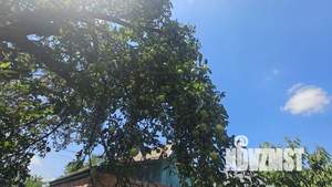 Дача 42м², 1-этажный, участок 8 сот.  