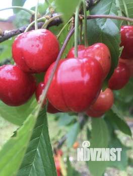 Дом 65м&sup2;, 1-этажный, участок 4 сот.  