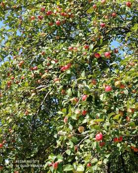 Дом 20м&sup2;, 1-этажный, участок 6 сот.  