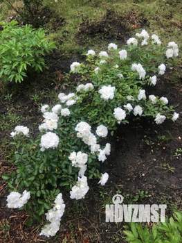 Дом 65м&sup2;, 1-этажный, участок 4 сот.  