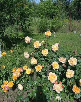 Дом 20м&sup2;, 1-этажный, участок 6 сот.  