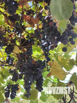 Дом 65м&sup2;, 1-этажный, участок 6 сот.  