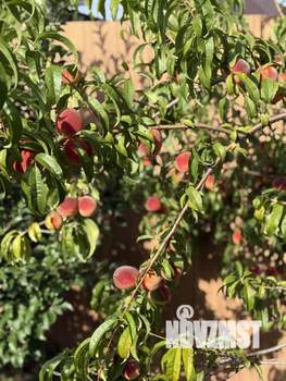 Дом 100м&sup2;, 1-этажный, участок 5 сот.  