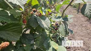 Дача 42м², 1-этажный, участок 8 сот.  