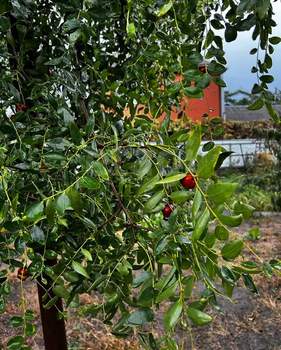 Дом 65м², 2-этажный, участок 7 сот.  