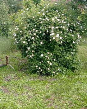 Дом 20м&sup2;, 1-этажный, участок 6 сот.  