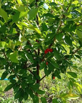 Дом 20м&sup2;, 1-этажный, участок 6 сот.  