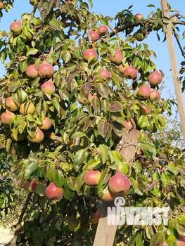 Дом 88м&sup2;, 2-этажный, участок 8 сот.  