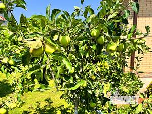 Дом 180м², 1-этажный, участок 10 сот.  