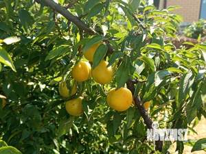 Дом 113м&sup2;, 1-этажный, участок 6 сот.  