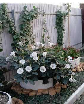 Дом 120м&sup2;, 1-этажный, участок 4 сот.  