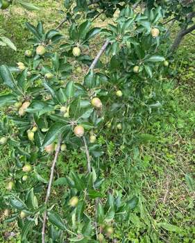 Дом 120м², 2-этажный, участок 19 сот.  