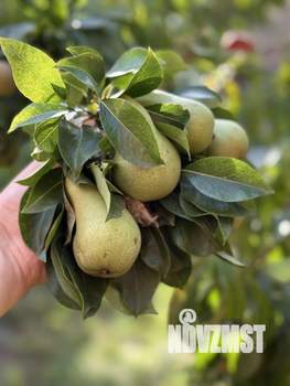 Дом 100м&sup2;, 1-этажный, участок 5 сот.  