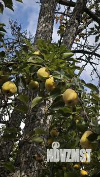 Дом 45м², 1-этажный, участок 6 сот.  