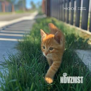 Коттедж 98м², 1-этажный, участок 7 сот.  