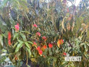 Дом 68м&sup2;, 1-этажный, участок 6 сот.  