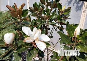 Дом 96м&sup2;, 1-этажный, участок 4 сот.  