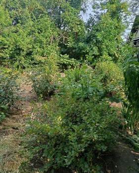 Дом 42м&sup2;, 1-этажный, участок 6 сот.  