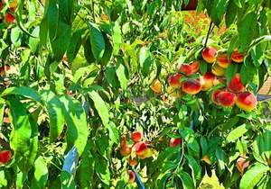 Дом 180м&sup2;, 1-этажный, участок 10 сот.  