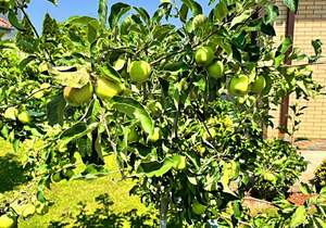 Дом 180м&sup2;, 1-этажный, участок 10 сот.  