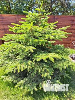 Дом 173м², 2-этажный, участок 12 сот.  