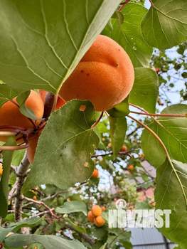 Дом 40м&sup2;, 1-этажный, участок 6 сот.  