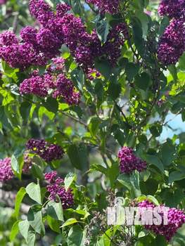 Дом 18м&sup2;, 1-этажный, участок 4 сот.  