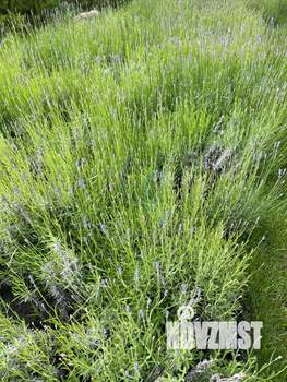 2-к квартира, вторичка, 62м2, 1/16 этаж