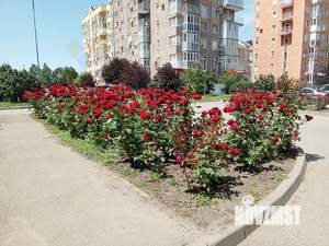 Студия квартира, вторичка, 26м2, 5/8 этаж