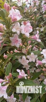 3-к квартира, вторичка, 58м2, 2/2 этаж